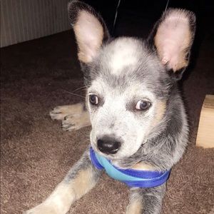 Meet your Posher, Jazmin